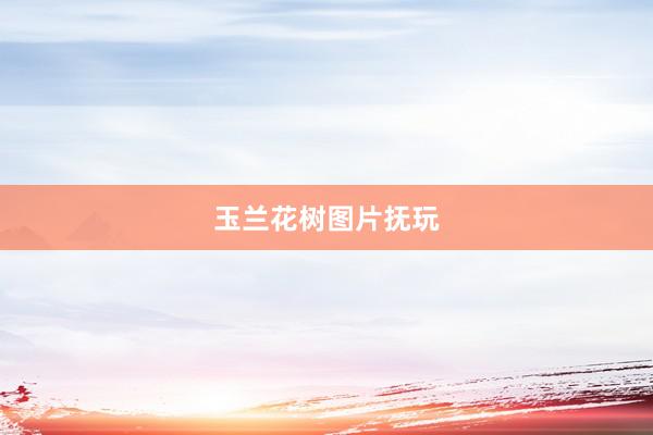 玉兰花树图片抚玩